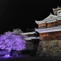 R６年第３月曜日　～福知山城の夜桜②～