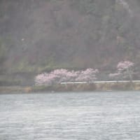 琵琶湖周遊　桜見物　雨で残念でした
