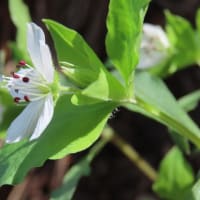 高ボッチ高原・鉢伏山で最近咲いている花　ワダソウ（和田草）