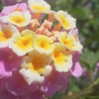 ふと出て来た歌
