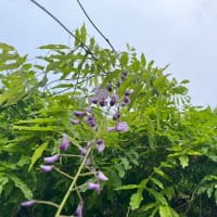 オサンポ walk - 植物plant : 藤の花 The flowers of Japanese wisteria