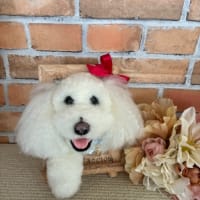 ゴールデンドゥードル　マックくん　（メモリアル）