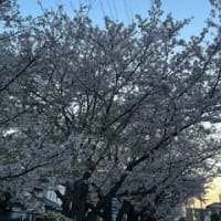(4/10) 夕方桜@保育園送迎のお手伝い最終日