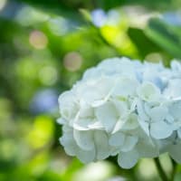 権現堂公園の紫陽花　その４２