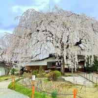 本満寺の桜〜朝食「吉野家京都洛北店」