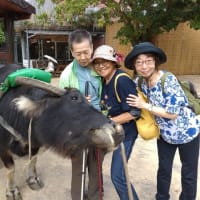 遅ればせ、11月の沖縄・大阪旅行報告