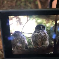 速報　アオバズク雛3羽巣立ち完了