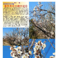 花巡り「梅－355」　幸手市中川崎付近⑥