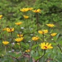 ジャングルの庭で咲く花
