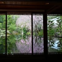 旧竹林院（大津市坂本） 桜