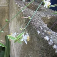 黄金鬼百合が咲いた