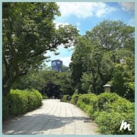 飛鳥山公園のあじさい 