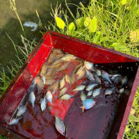 ホームでタナゴ釣り