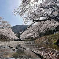 亀岡七谷川、西京区大原野神社・正法寺の🌸桜🌸