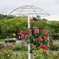 蜂が峯バラ公園