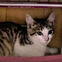 室内脱走した猫