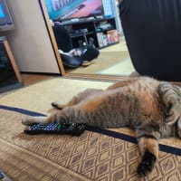 この寝方は…