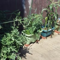 ふじ病棟の夏野菜たち