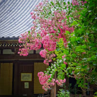 岩船寺の百日紅