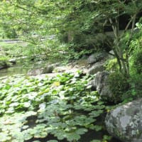 大和１３佛霊場巡り　第4回目　まずは　當麻寺・中之坊へ