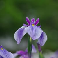 岩国、花菖蒲　2025.06.12