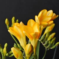 男の育花記録「4月の花」