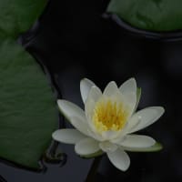 梅宮大社　花菖蒲