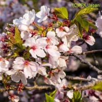 桜咲く候・・・おうかのこう　２０２５春