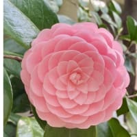 今日いち-2025年4月11日
