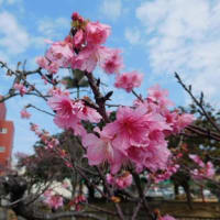 弥生の空