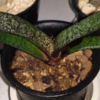 丸いあいつ。