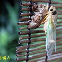 もう少し、ガンバりや、と声かける羽化中のクマゼミ