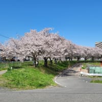 　🌸　桜回廊　🌸