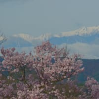 古城と名山が一瞬華やぐ信州の桜。