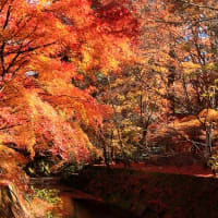  紅葉の秋真っ最中の軽井沢合宿(予定)から一転、軽井沢ウォーキング合宿になった、トホホな旅　4