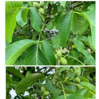 林檎の木と胡桃の木　🍏