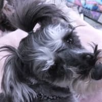 アニマルコミュニケーション①