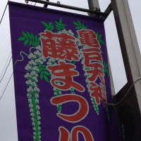 亀戸天神藤祭り開催！！