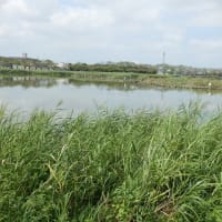 アシ茂りその周りにはシラサギが（伊佐沼）