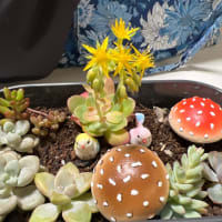 多肉植物パート２