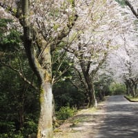 淡路島　諭鶴羽ダムに桜を見に行きました！　2024　４月