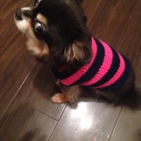 チワワ用ボーダーセーター