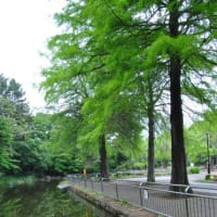 光が丘公園　イチョウ並木　　　18