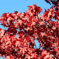 紅葉