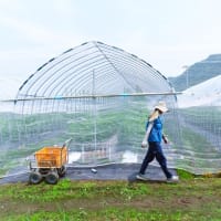 7月25日　今日の畑