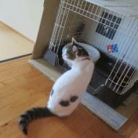 今日はムシムシ