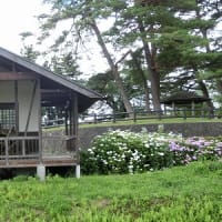 再掲；みちのくの夏2016　～ 長井のあやめ公園 ～
