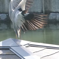 松山城山公園の散策♪（6月27日）