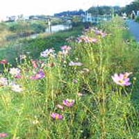 秋桜