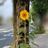 姿勢の良い